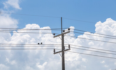 love birds perched on wires.