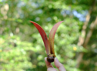 Hand Holding Alatus Fruit The