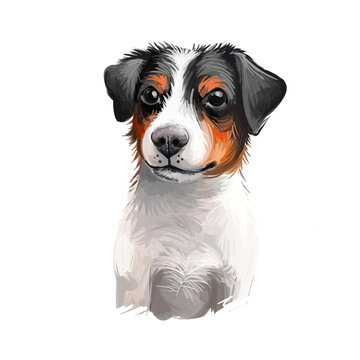 recommend clip art: Danish Swedish Farmdog, Scanian terrier dog digital art illustration isolated on white background. Denmark and Sweden origin guarding dog. Cute pet hand drawn portrait. Graphic clip art design.