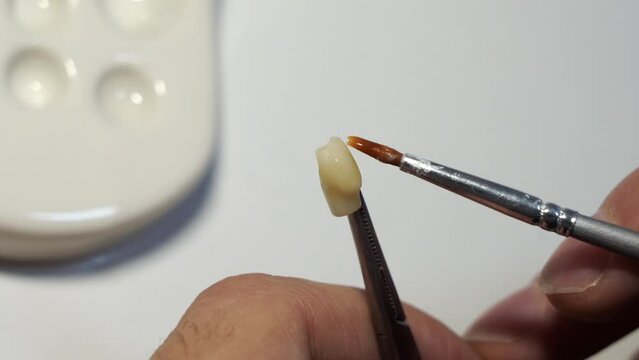 a dental technician paints a crown with a brush and paints