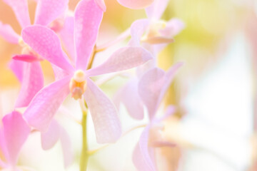 beautiful orchid flower background