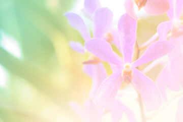 beautiful orchid flower background