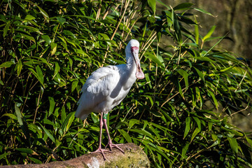 Spoonbill (Platalea leucorodia).