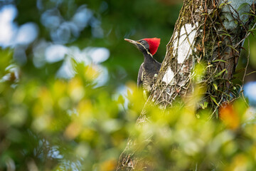 The lineated woodpecker (Dryocopus lineatus) is a very large woodpecker which is a resident breeding bird from southern Mexico to northern Argentina and on Trinidad in the Caribbean