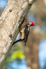 The lineated woodpecker (Dryocopus lineatus) is a very large woodpecker which is a resident breeding bird from southern Mexico to northern Argentina and on Trinidad in the Caribbean