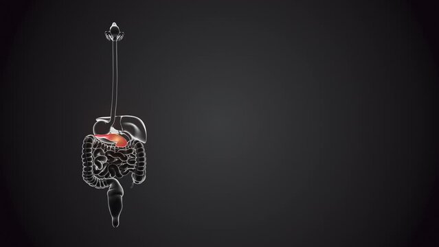Pancreas with internal organs loopable