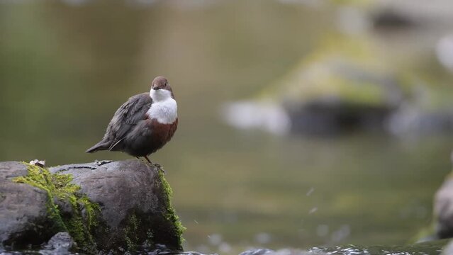 European dipper on the river side (Cinclus cinclus)