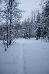 Path in a snowy park. Winter. Russia. Far North