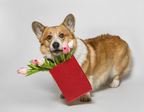 cute corgi dog puppy holds a gift paper bag with a bouquet of tulips on a isolated background in his teeth