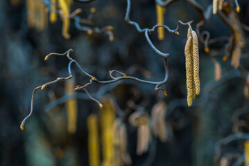 
Corylus americana- the American hazelnut[1] or American hazel,[2] is a species of deciduous shrub in the genus Corylus, Catkins hanging on a tree branch in early spring, Corylus Avellana Contorta 