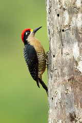 he black-cheeked woodpecker (Melanerpes pucherani) is a resident breeding bird from southeastern Mexico south to western Ecuador. 