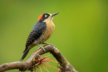 he black-cheeked woodpecker (Melanerpes pucherani) is a resident breeding bird from southeastern Mexico south to western Ecuador. 