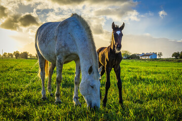 Horse and cub at sunset in the prairie fields of Golega, Ribatejo - Portugal. Lusitan horses breed