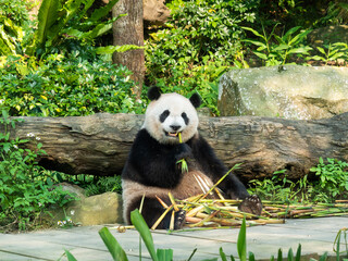 Panda eats bamboo in the zoo