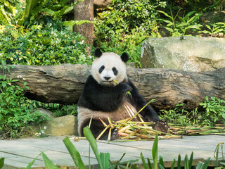 Panda eats bamboo in the zoo