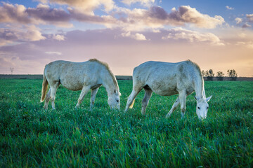 Horses at sunset in the prairie fields of Golega, Ribatejo - Portugal. Lusitan horses breed