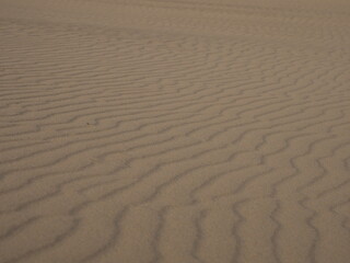 風によって形成された砂の文様