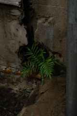 Planta en la pared