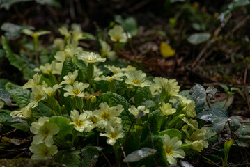 Primrose flowers (Primula vulgaris). Spring primroses yellow flowers, primula polyanthus, white primroses in spring woods. Herbal Medicine, cough syrup, Spring flowers. Blooming primrose or primula