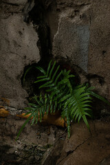 Planta que crece en cemento