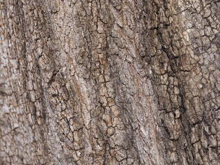 Wood Background.Seamless bark tree texture. Background texture of tree bark. Skin the bark of a tree that traces cracking
