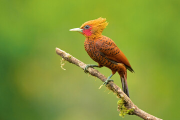 The chestnut-colored woodpecker (Celeus castaneus) is a species of bird in the family Picidae. It...