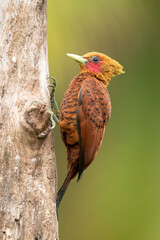 The chestnut-colored woodpecker (Celeus castaneus) is a species of bird in the family Picidae. It is found in Belize, Costa Rica, Guatemala, Honduras, Mexico, Nicaragua, and Panama. 