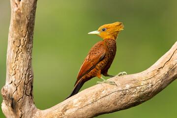 The chestnut-colored woodpecker (Celeus castaneus) is a species of bird in the family Picidae. It is found in Belize, Costa Rica, Guatemala, Honduras, Mexico, Nicaragua, and Panama. 