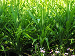A clump of bright green Fragrant pandan or wangi planted in the backyard. It is popularly used as an ingredient of desserts or dried and brewed like tea. Scientific name: Pandanus amaryllifolius Roxb.