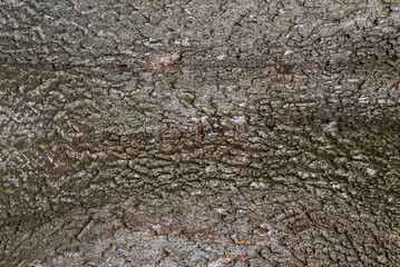 Close up view of a river birch tree trunk with its beautiful rugged bark,  background or texture