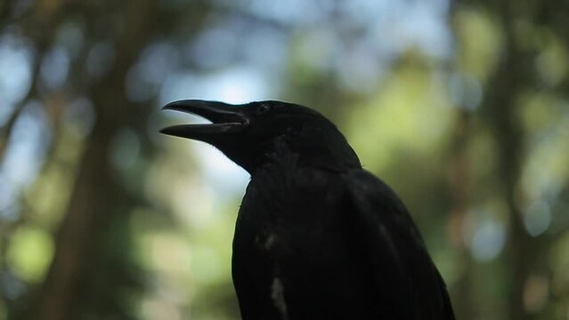 black raven in the forest