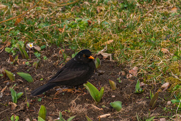 Common blackbird male, turdus merula. Spring season. Bird on grass, rock.