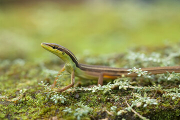 Grass Lizard in Plants