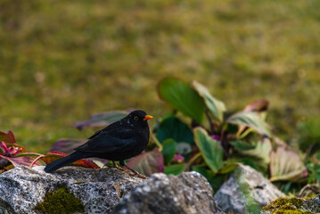 Common blackbird male, turdus merula. Spring season. Bird on grass, rock.