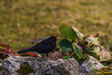 Common blackbird male, turdus merula. Spring season. Bird on grass, rock.