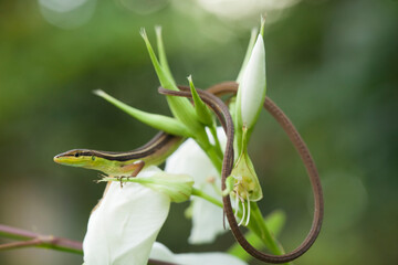 Grass Lizard in Plants