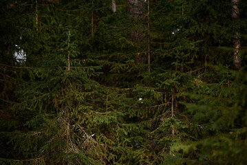 Spring forest in northern latitudes.