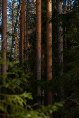 Spring forest in northern latitudes.