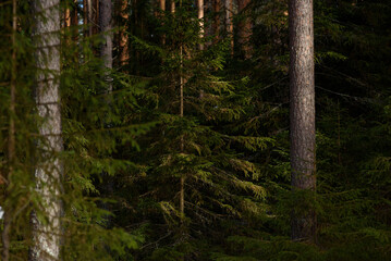 Fototapeta premium Spring forest in northern latitudes.