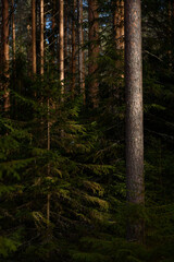Spring forest in northern latitudes.