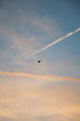 bird over the sunset