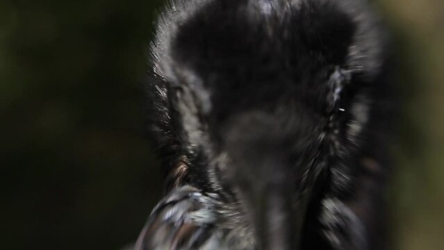 black raven in the forest