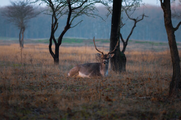 Naklejka premium deer in the woods