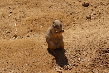 プレーリードッグ