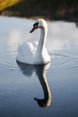 white swan on the lake