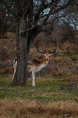 deer you need to find a better hiding spot