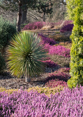 Obraz premium Colourful calluna vulgaris low flowering heather flowers, with small Cordyline palm tree. Photographed in garden in Wisley UK.