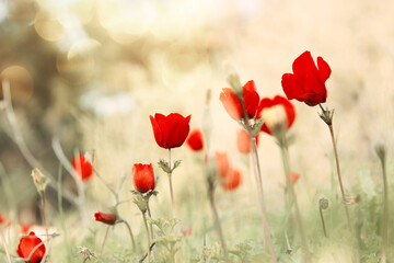 photo of red poppy in the green field at sun light