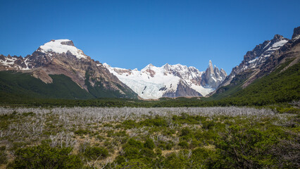 Grüne Wälder mit abgestorbenen, grauen Bäumen im Los Glaciares Nationalpark in Patagonien vor...