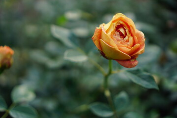 one yellow rose in the garden